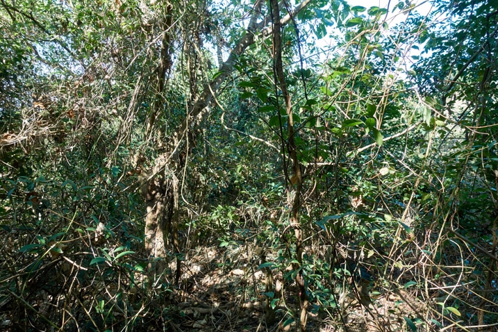 jungle - forest - lots of trees and overgrowth - XinZhiShan - 新置山