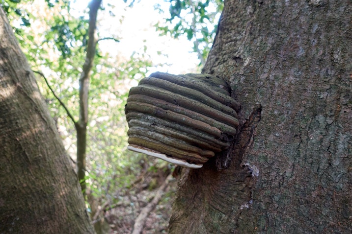 Large Hoof Fungus on tree - XinZhiShan - 新置山