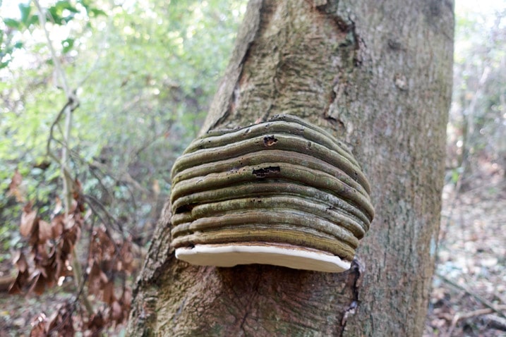Large Hoof Fungus on tree - XinZhiShan - 新置山