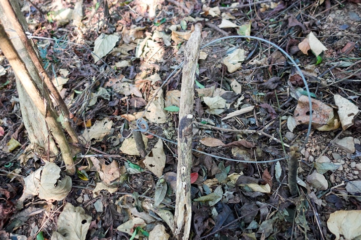 Wire snare traps in forest - XinZhiShan - 新置山