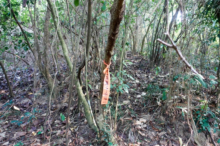 Trail marker tied to a tree in forest