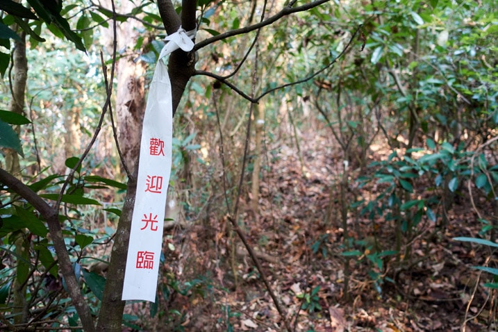 White trail marker ribbon tied to tree - trail in background - WuTanShan - 武潭山