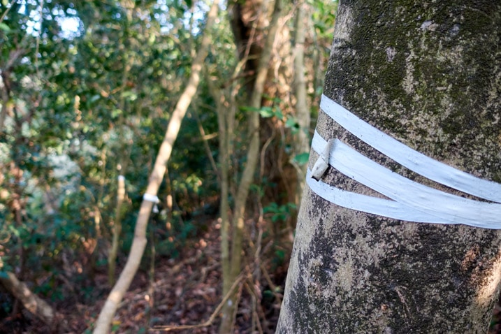 White tape wrapped around tree - WuTanShan - 武潭山