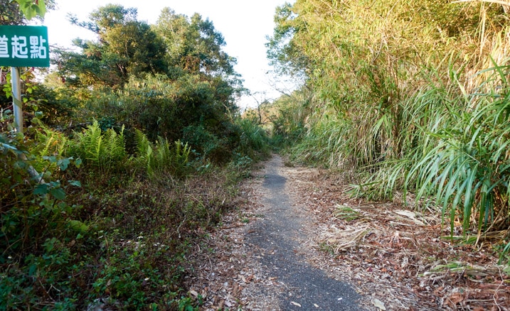 Old road with overgrowth on either side - 蕃里山 - FanLiShan