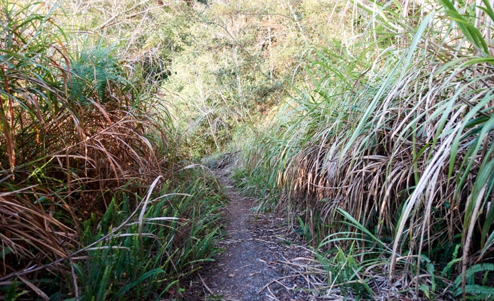 Old road with overgrowth on either side - 蕃里山 - FanLiShan