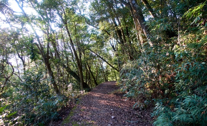 Old mountain road with trees on either side - 蕃里山 - FanLiShan