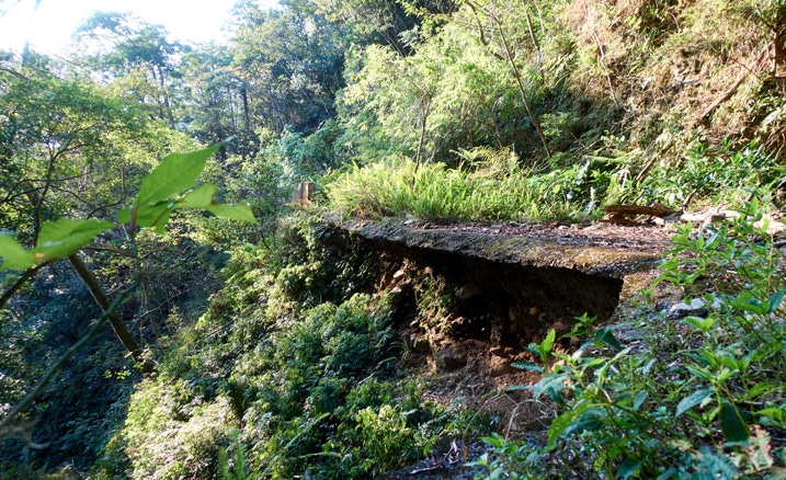 Old road with overgrowth all around - bottom of road is being hollowed out - 蕃里山 - FanLiShan