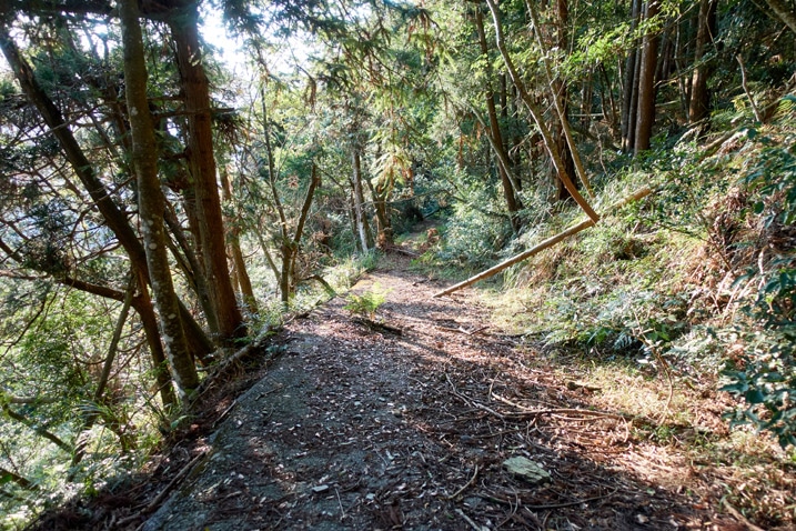 Old mountain forest road - trees on either side