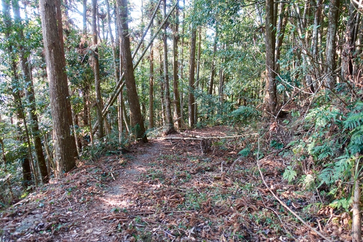 Old mountain forest road - trees on either side