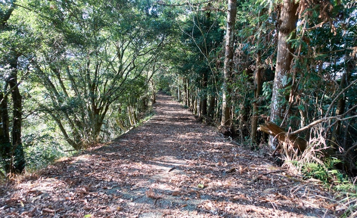 Mountain road covered with leaves - trees on either side