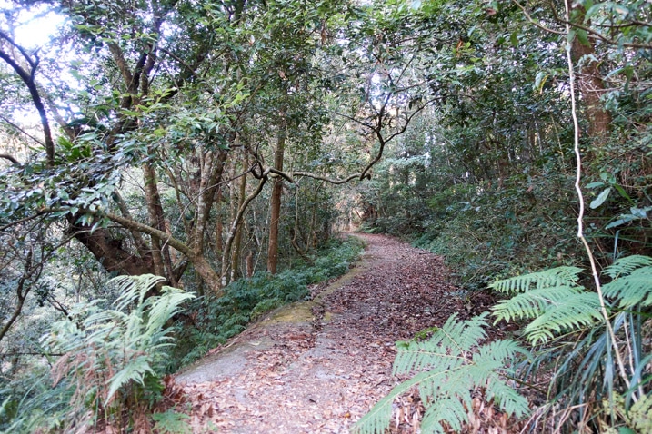 Mountain road covered with leaves - trees on either side