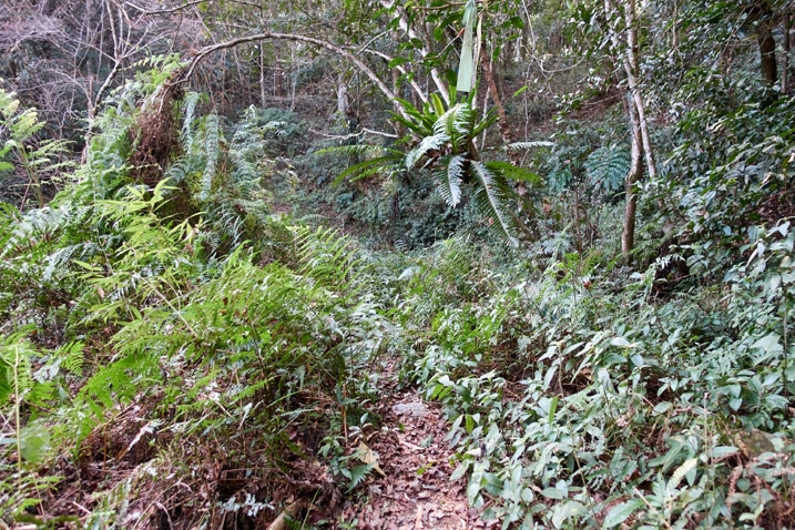 Trail in the mountains