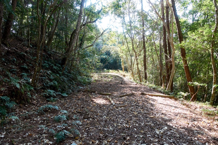 Mountain road covered with leaves - trees on either side