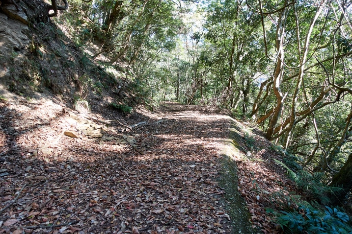 Mountain road covered with leaves
