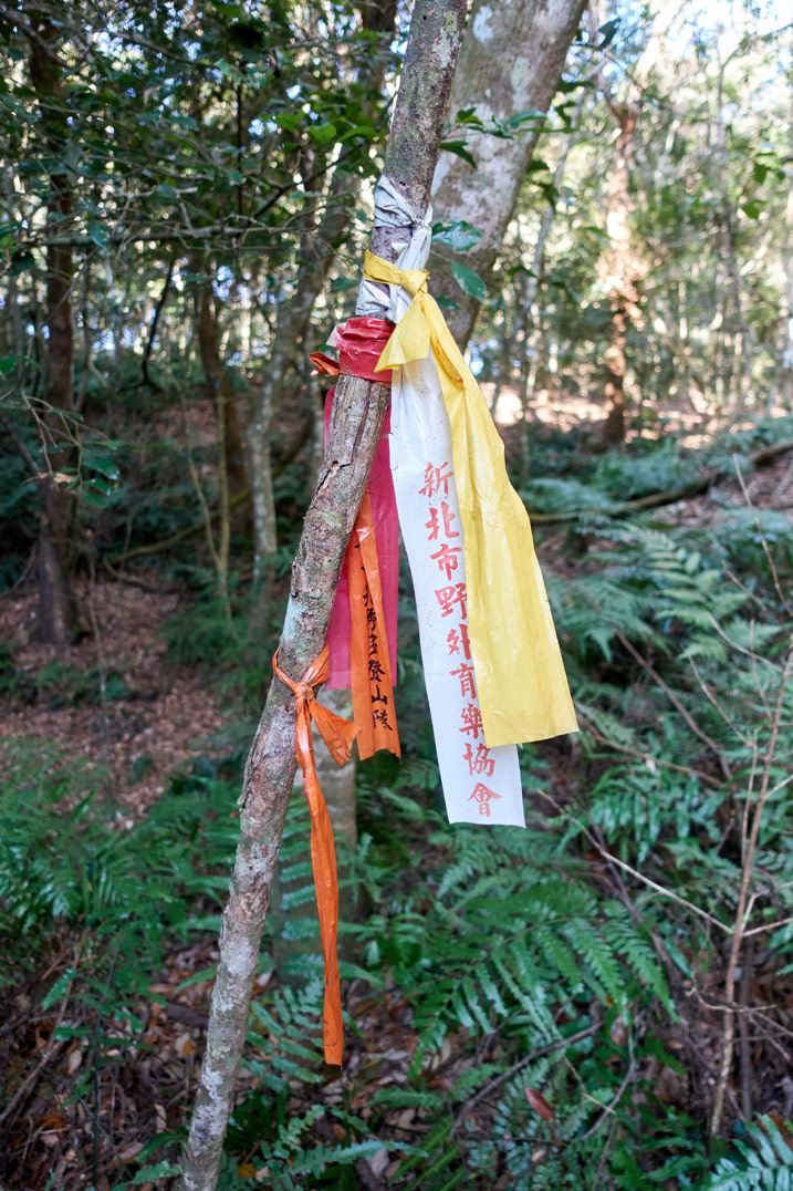 Several trail ribbons tied to a tree