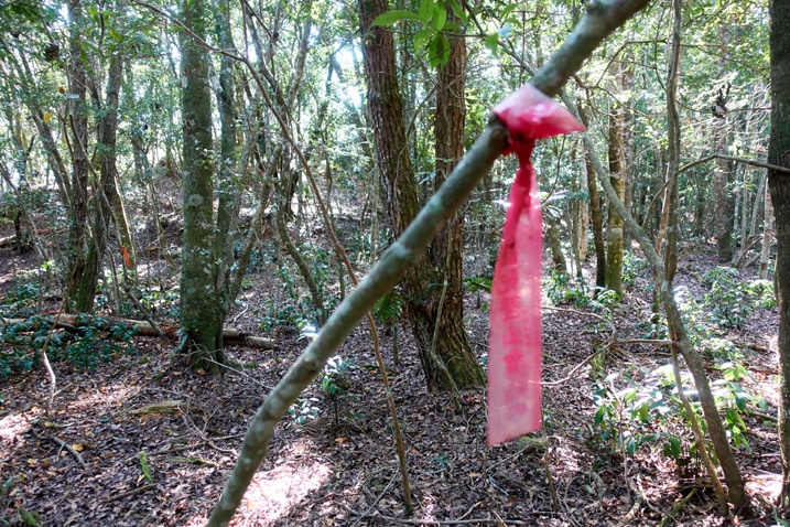 Red trail ribbon tied to a small tree