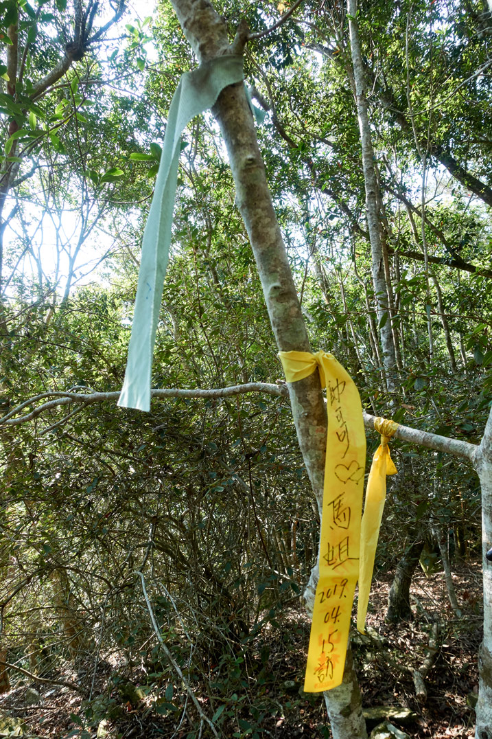 Two trail ribbons tied to a tree