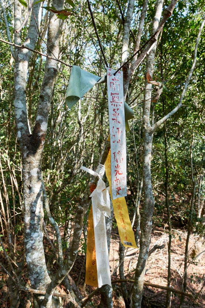 Several trail ribbons tied to a tree