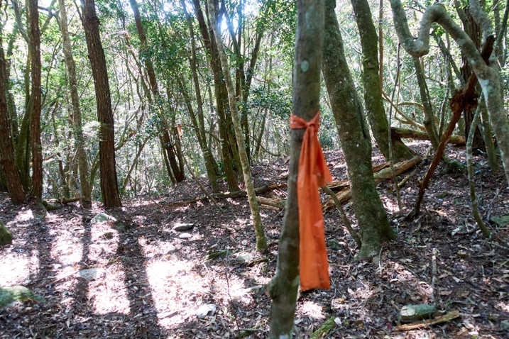 Red ribbon tied to a tree