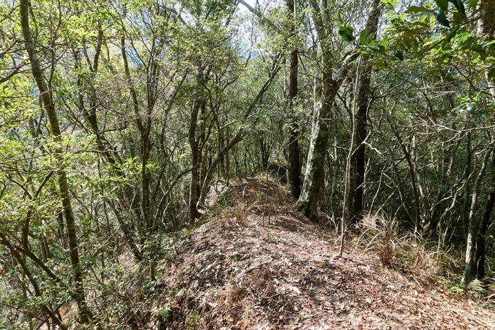 Mountain ridge trail - many trees