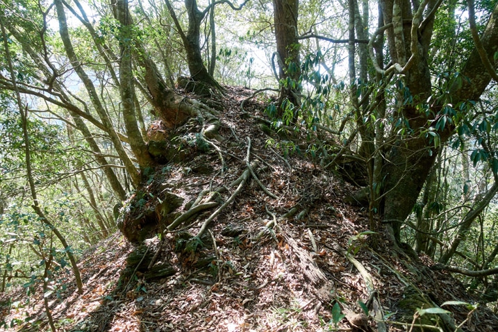 Mountain ridge trail - many trees