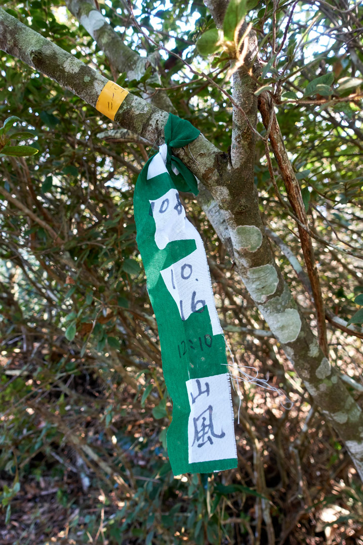 Green and white ribbon attached to tree
