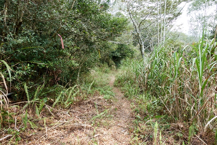 Mountain dirt road ending - trees either side