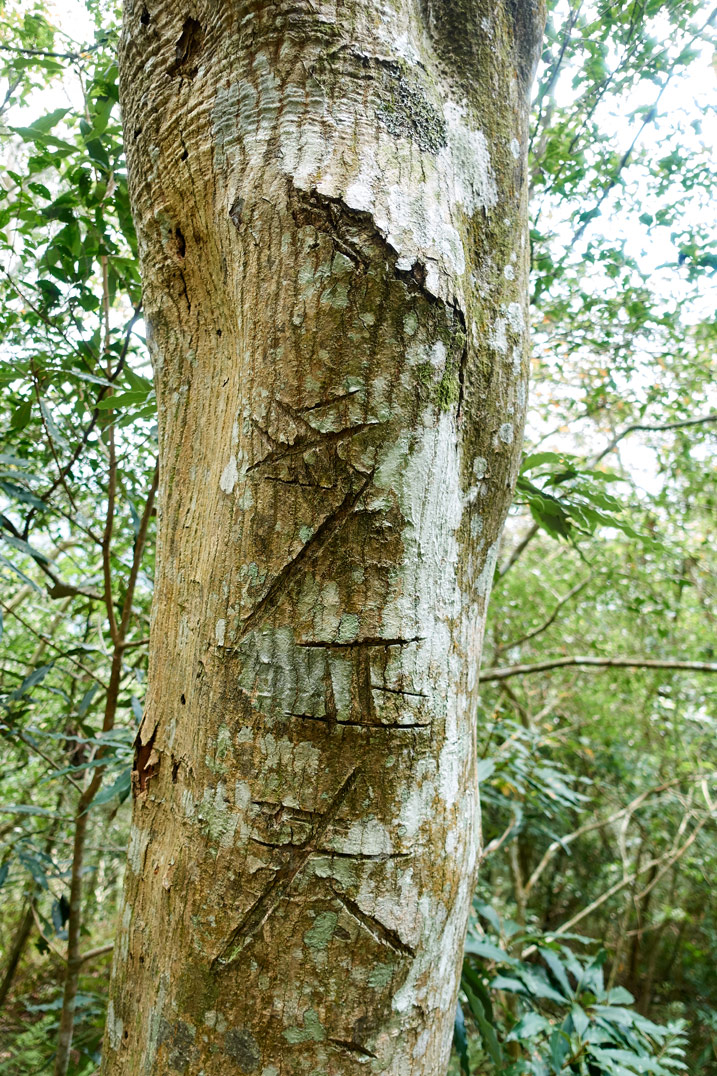 Tree with unknown carvings