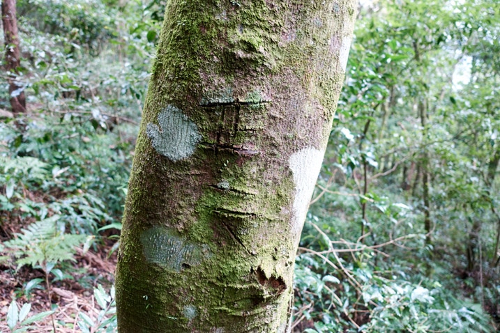 Tree with unknown carvings