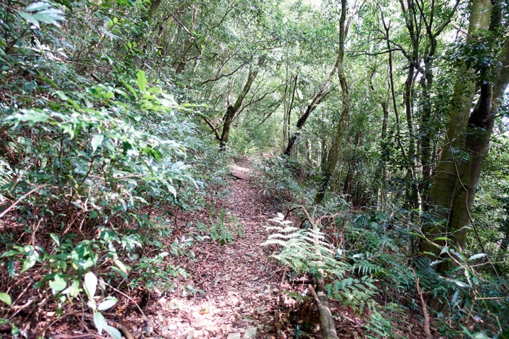 Mountain trail lined with trees
