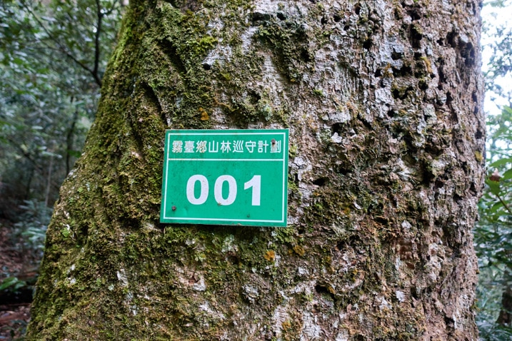 Tree with green government sign with "001" and Chinese written on it