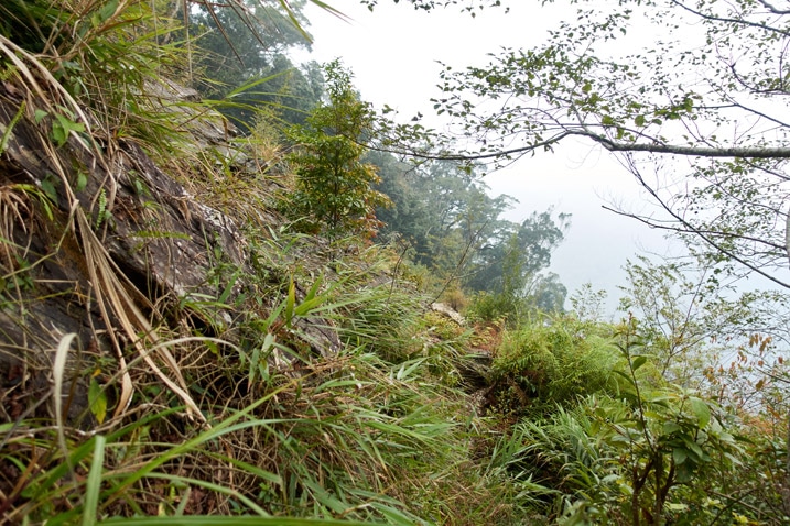 Landslide with overgrowth