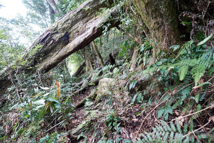 Mountain trail with tree across the trail