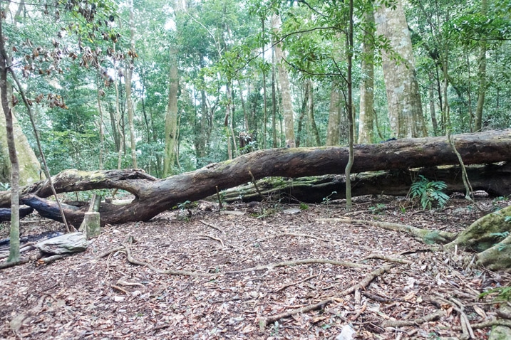 Mountain hunter's camp - open area - large fallen tree