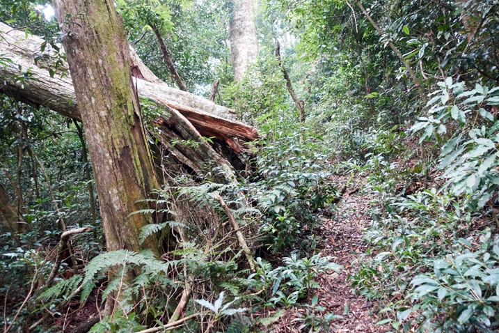 Mountain trail lined with trees