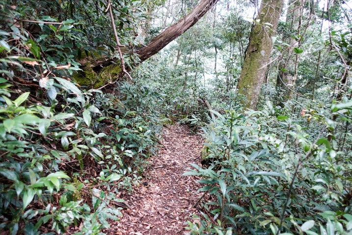 Mountain trail lined with trees