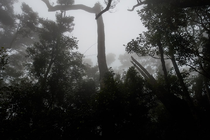 Fog and trees