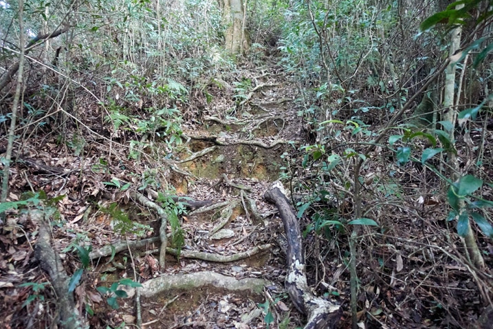 Rooted trail going up a mountainside
