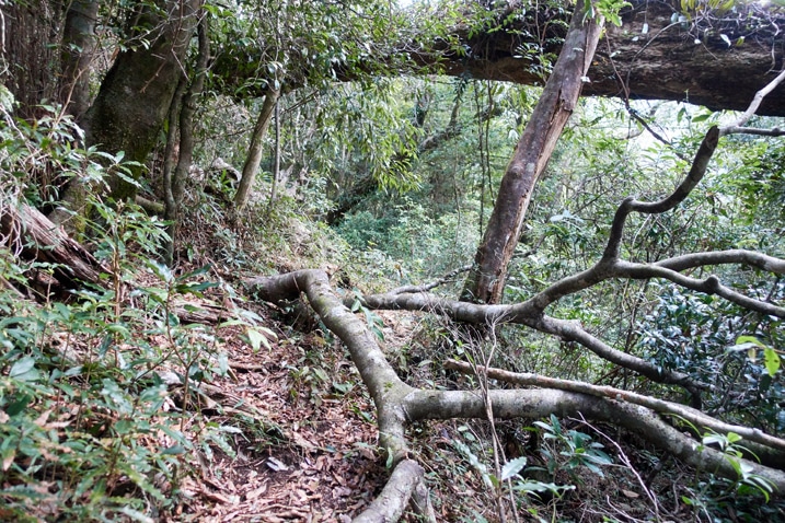 Fallen tree over mountain trail