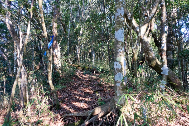 Trail going up mountain - trees - blue ribbon