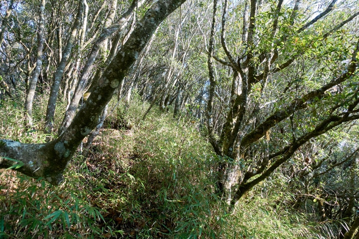 Mountain trail through trees