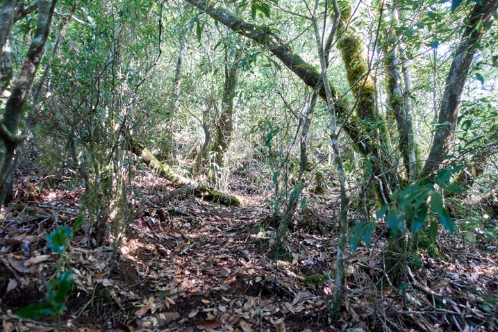 Mountain trail through trees - leaves on ground