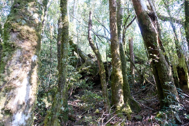 Fallen trees in forest