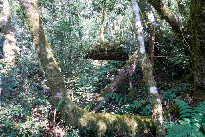 Fallen trees in forest