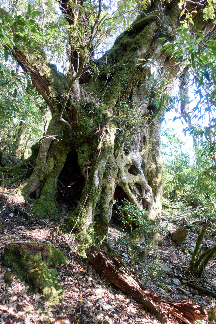 Large tree that looks like Yoda's home