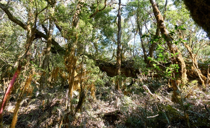 Mountaintop forest - fallen trees