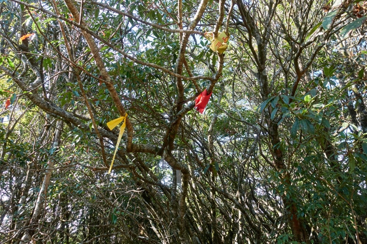 Red and yellow ribbons tied to tree branches