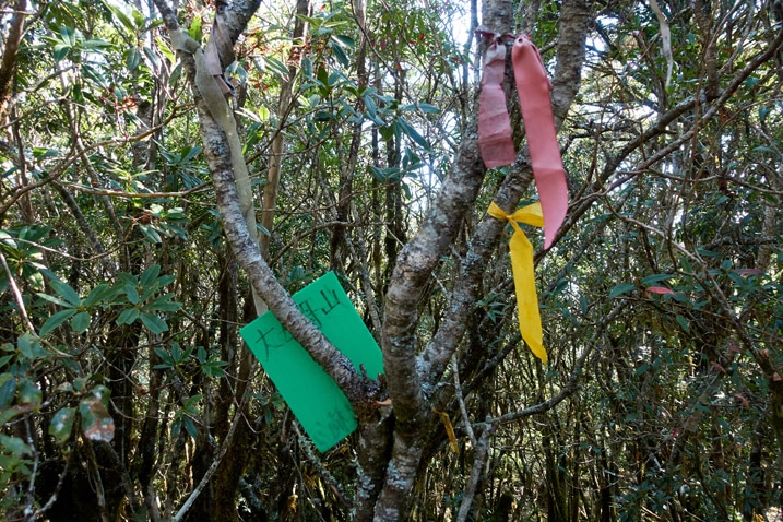 Red and yellow ribbons tied to tree branches - green sign attached to tree