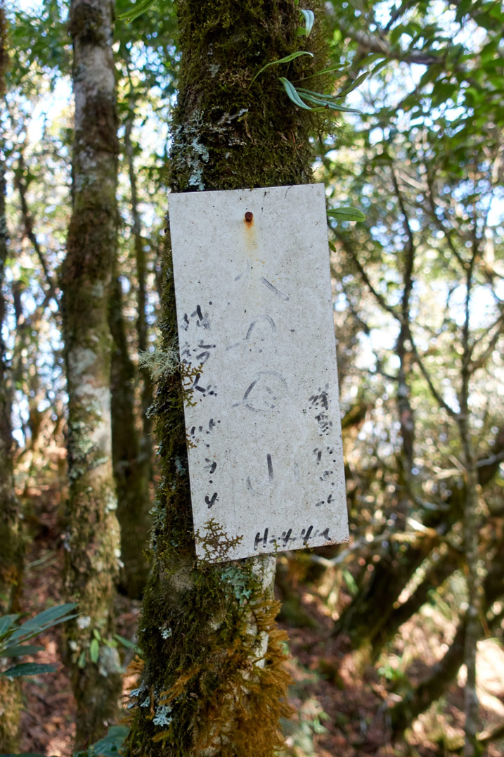 White sign with faded Chinese writing attached to a tree