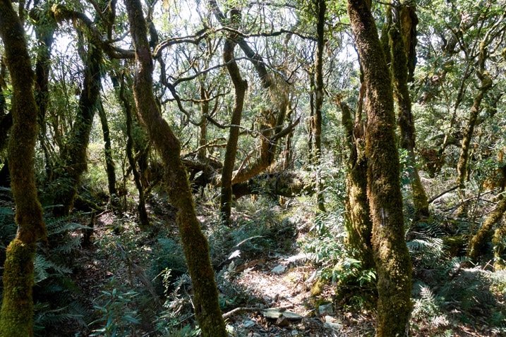 Mountaintop forest